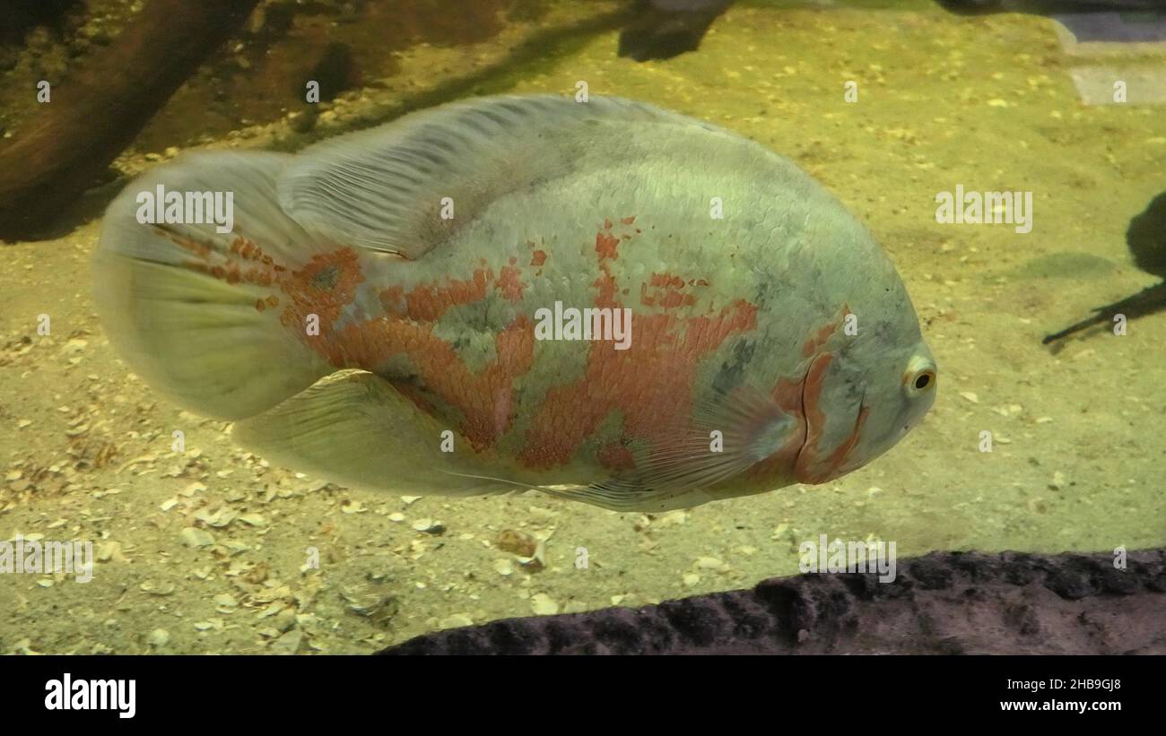 Astronotus ocellatus or Oscar fish with South American freshwater stingray or Potamotrygon motoro from tropical waters of South America and Amazon Stock Photo
