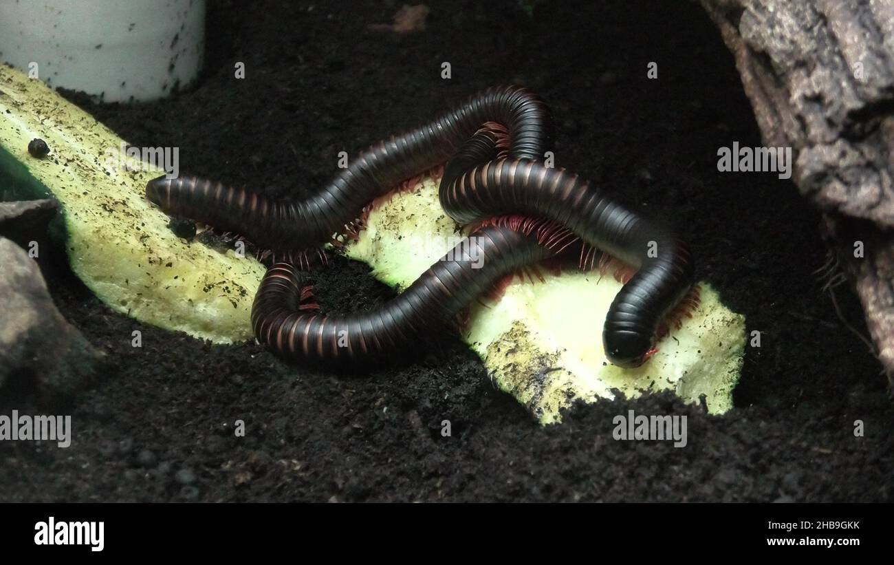 Giant African millipede or shongololo in terrarium. Archispirostreptus gigas species. The species living in Africa. Close-up view. Stock Photo