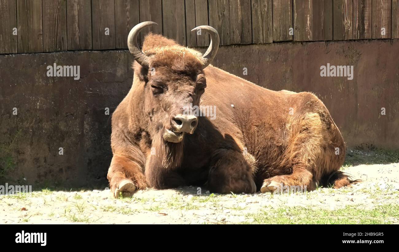 sitting adult European Buffalo of Europe or wisent grazing in the grass. Bison bonasus family. Also know as European wood bison. Stock Photo