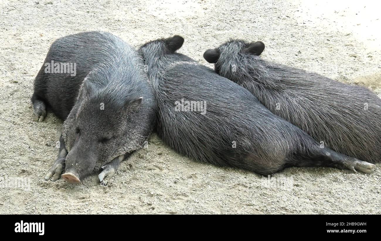 Wild boars Collared peccary sleeping, Dicotyles tajacu species of Europe and Eurasia. Stock Photo