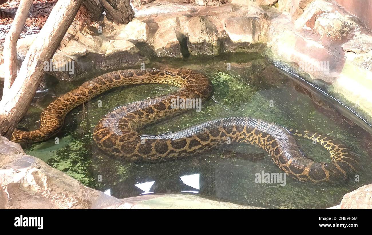 Yellow anaconda snake in the water or Paraguayan anaconda. Eunectes