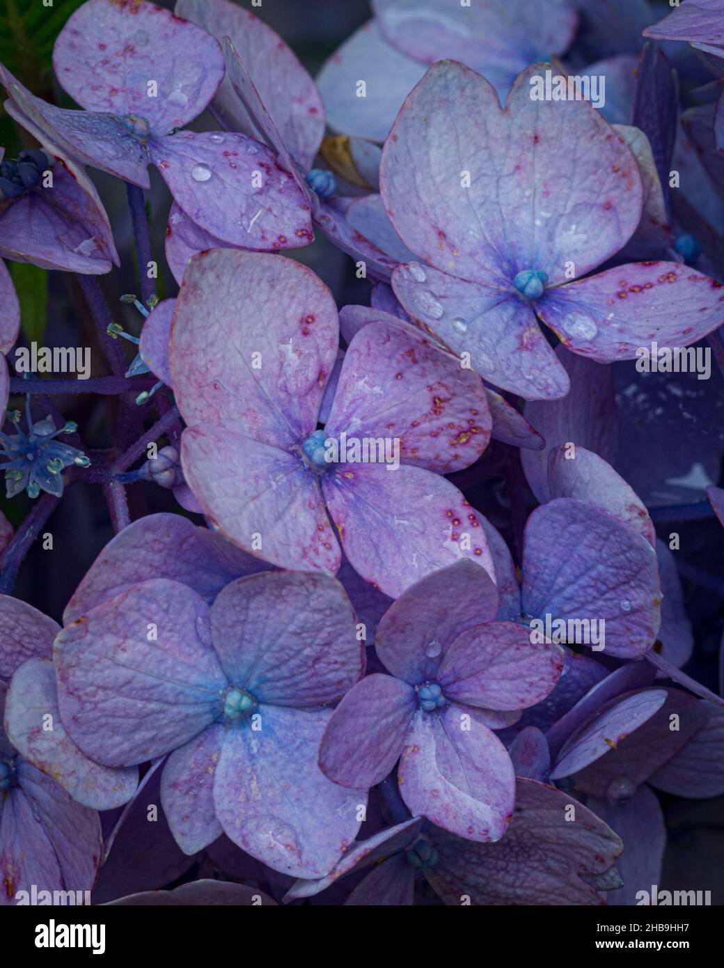 Close-up of pinkish-purplish hydrangeas with drops Stock Photo