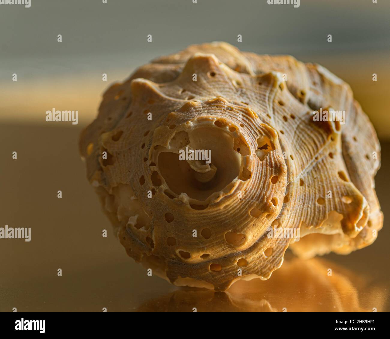 Close-up of weathered whelk seashell found in Atlantic Beach, NC, USA Stock Photo