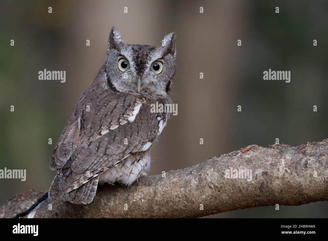 Megascops hi-res stock photography and images - Alamy