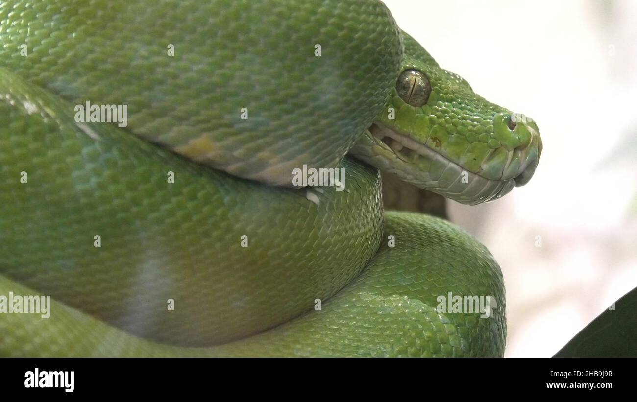 Green tree python in a natural terrarium. Morelia viridis species from the Pythonidae family. Python snake from New Guinea, Indonesia, and Australia Stock Photo