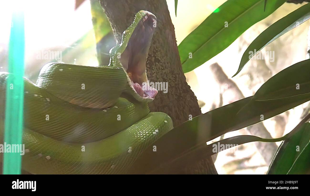Green tree python yawning in terrarium. Morelia viridis species from the Pythonidae family. Python snake from New Guinea, Indonesia, and Australia. It Stock Photo