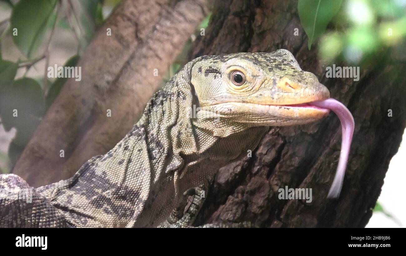 Varanus Nuchalis Hi res Stock Photography And Images Alamy varanus-nuchalis-hi-res-stock-photography-and-images-alamy