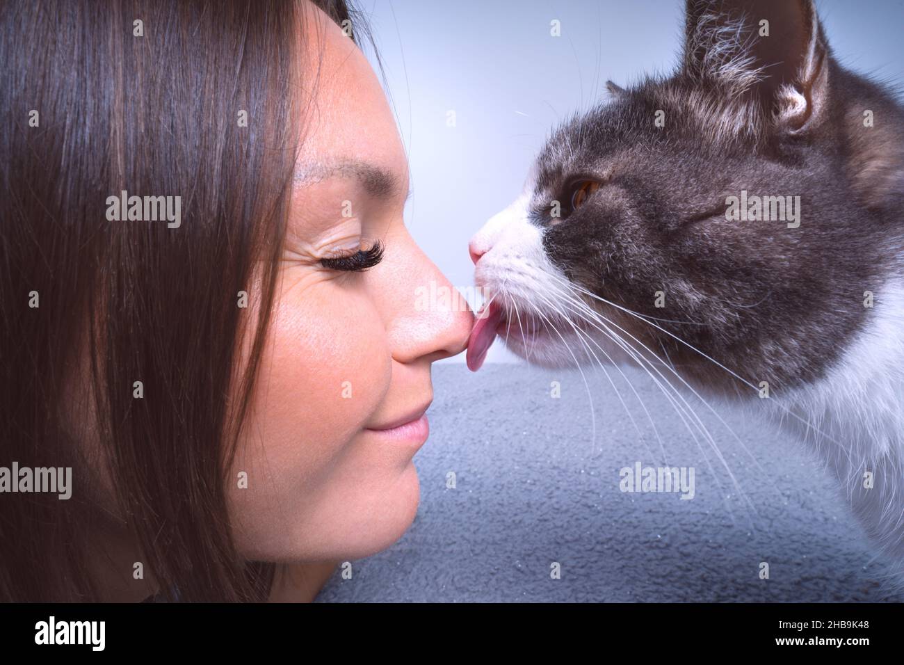 Cute cat licking or kissing woman's nose. Cat and owner together Stock