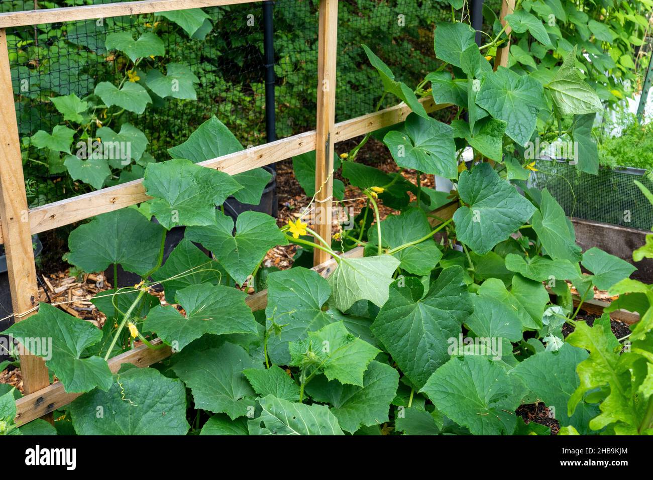 Issaquah, Washington, USA. Burpless Cucumbers growing up a wooden
