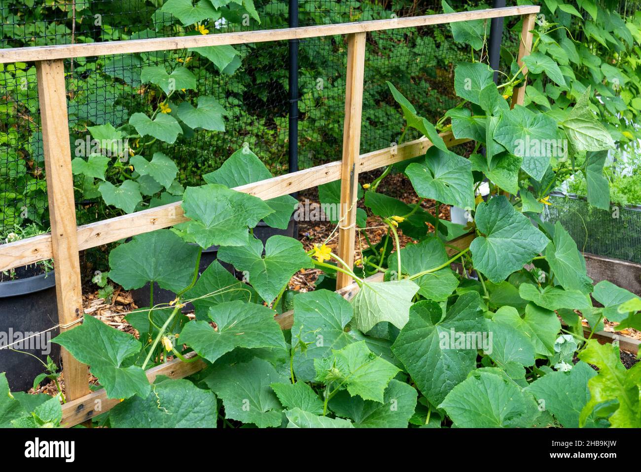 Issaquah, Washington, USA. Burpless Cucumbers growing up a wooden