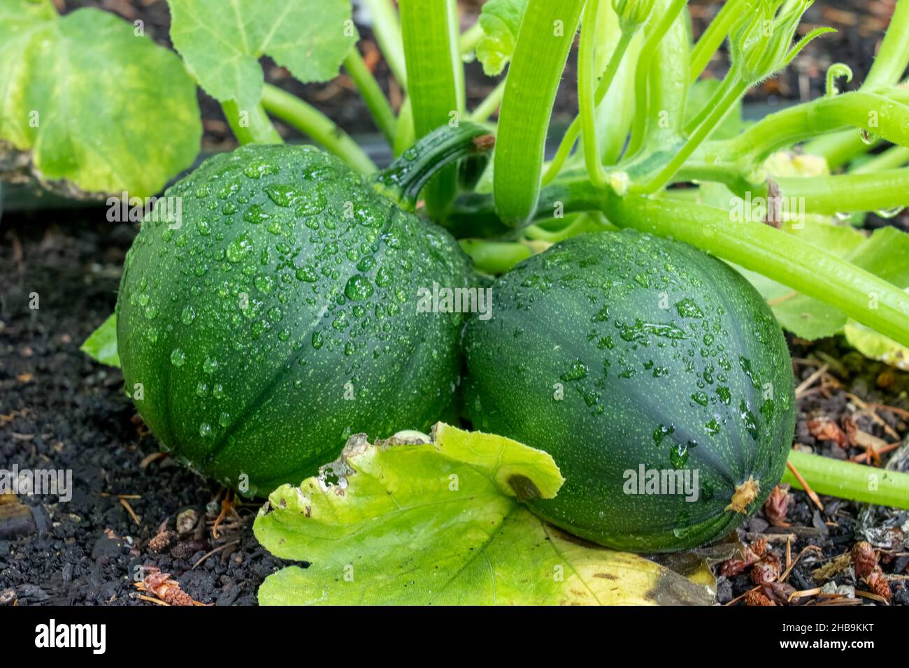 Issaquah, Washington, USA. Eight Ball Summer Squash is a novel, round  zucchini with dark green skin and some yellow speckling Stock Photo - Alamy