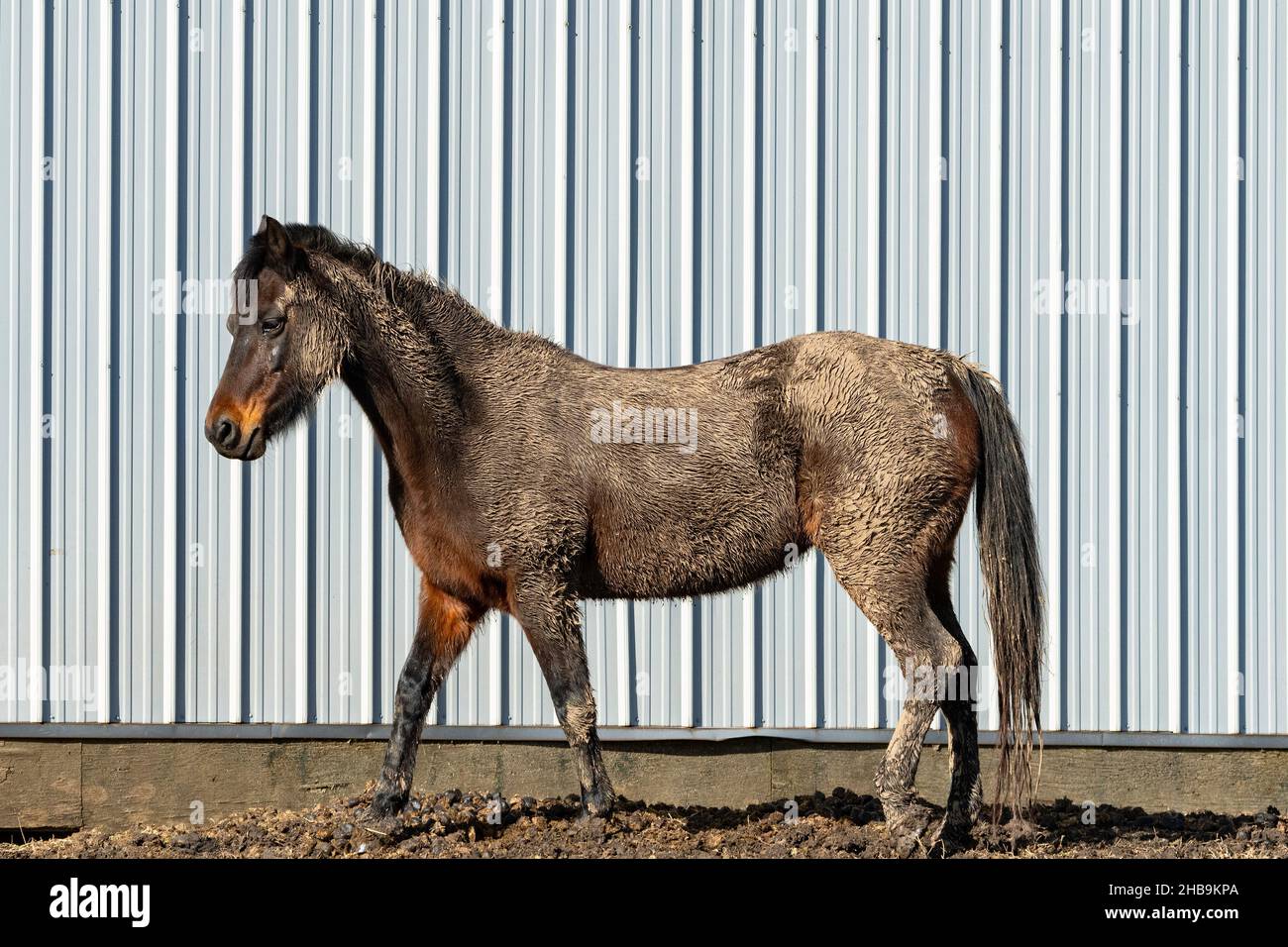 Muddy horse in winter. Stock Photo
