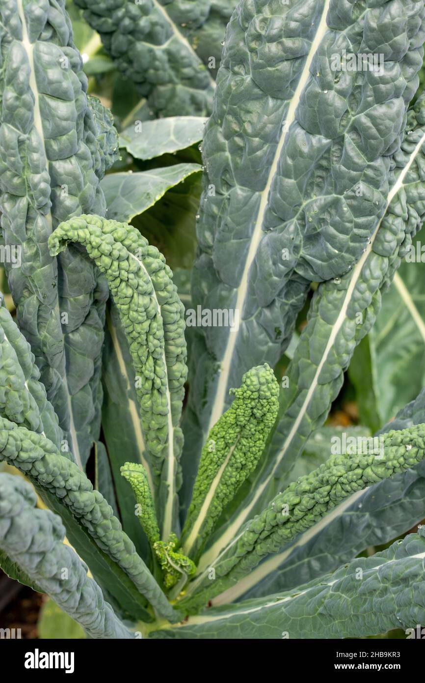 Issaquah, Washington, USA. Dino kale plant, also known as Black Kale, Black Tuscan Palm kale, Dinosaur kale, Italian kale, Nero di toscana, Tuscan, T Stock Photo