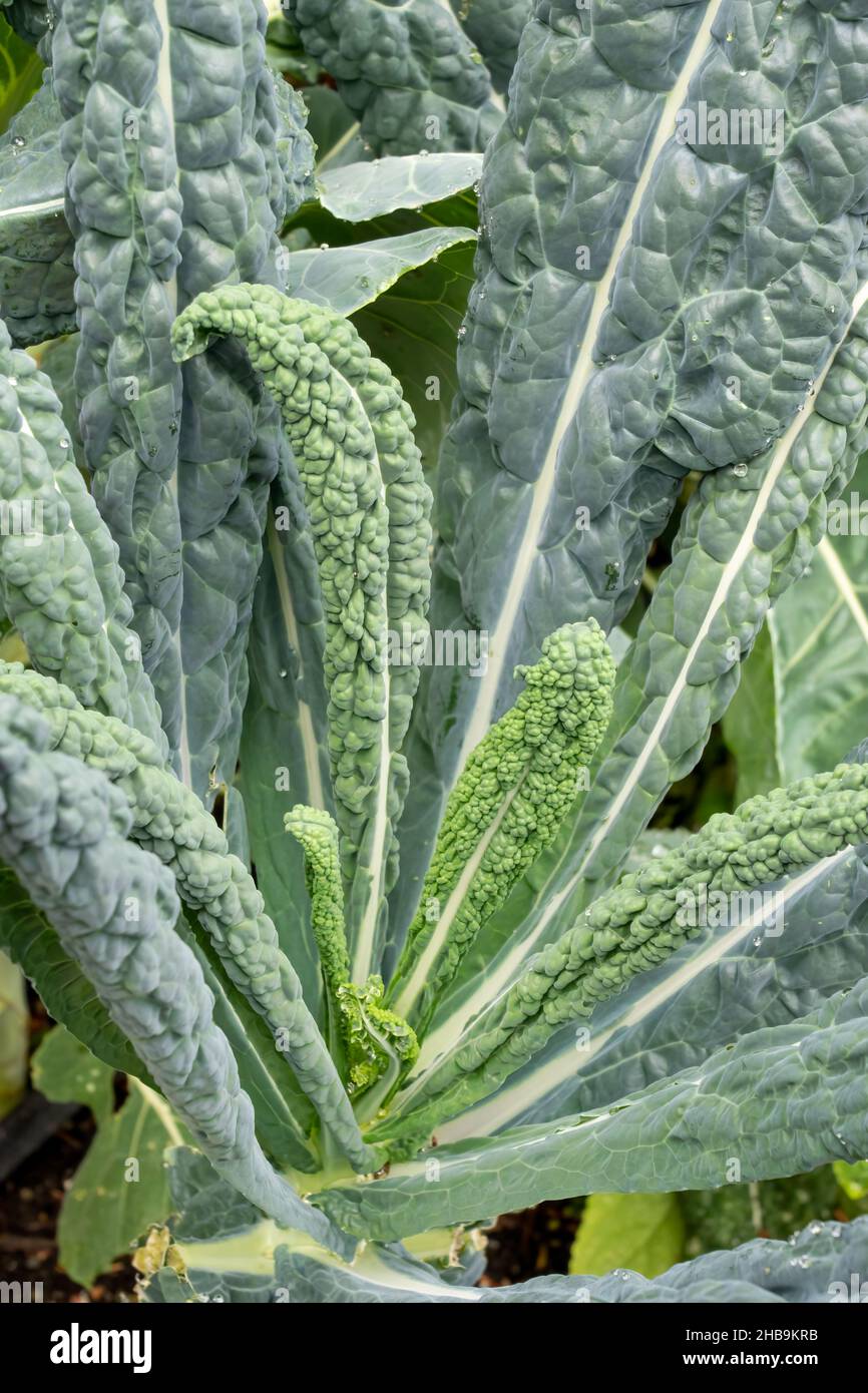 Issaquah, Washington, USA.  Dino kale plant, also known as Black Kale, Black Tuscan Palm kale, Dinosaur kale, Italian kale, Nero di toscana, Tuscan, T Stock Photo
