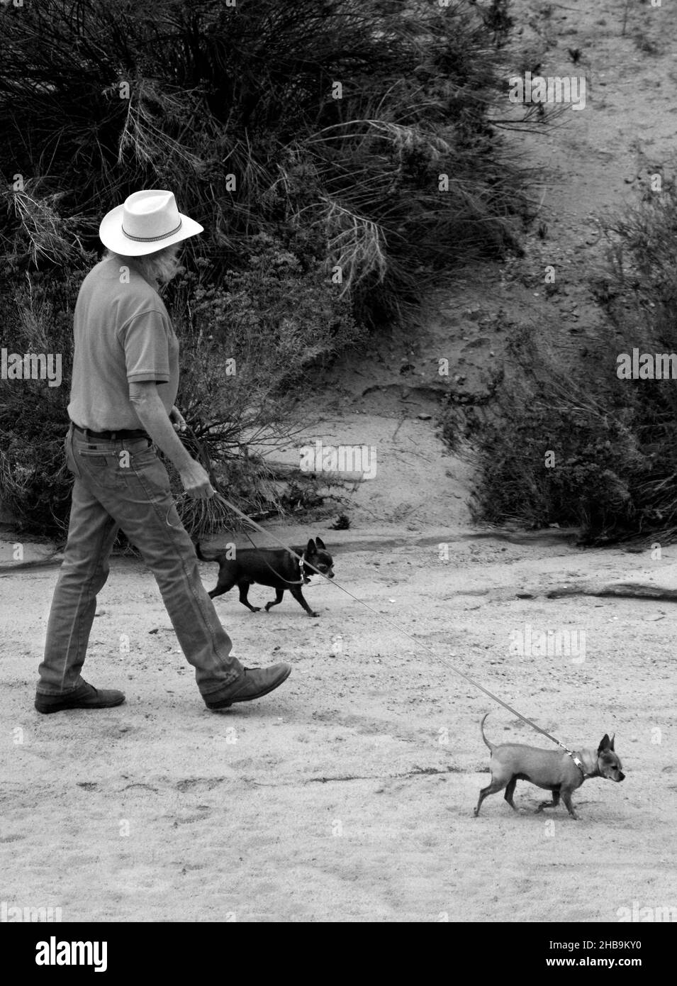 A man walks his two pet dogs in a dry arroyo in Santa Fe, New Mexico