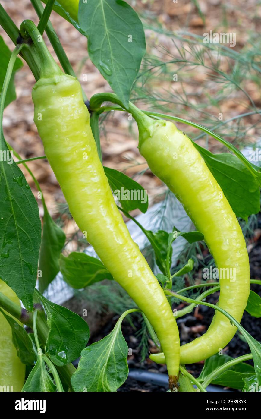 Sweet banana hybrid hires stock photography and images Alamy