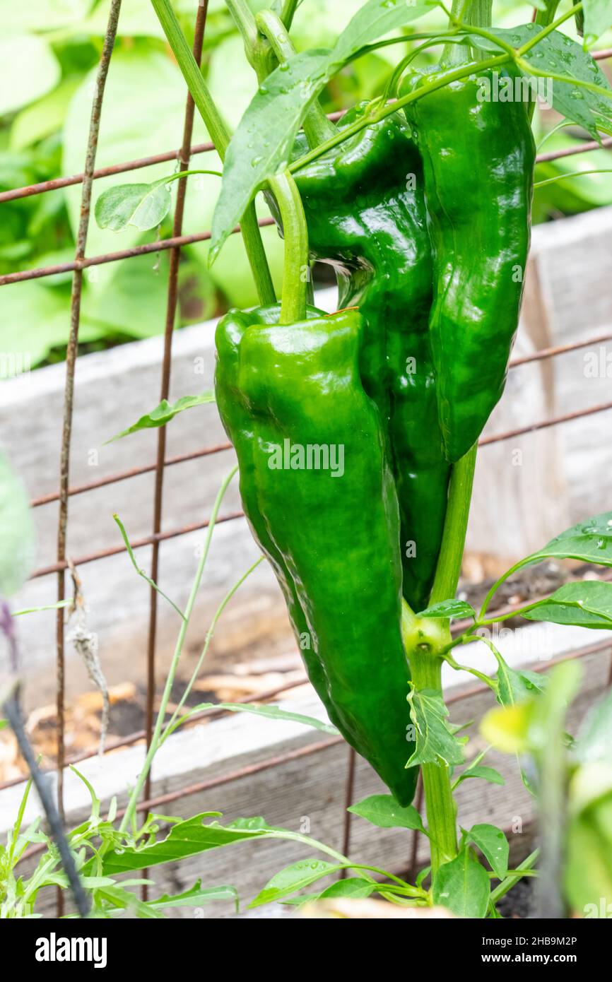 Poblano plant hi-res stock photography and images - Alamy