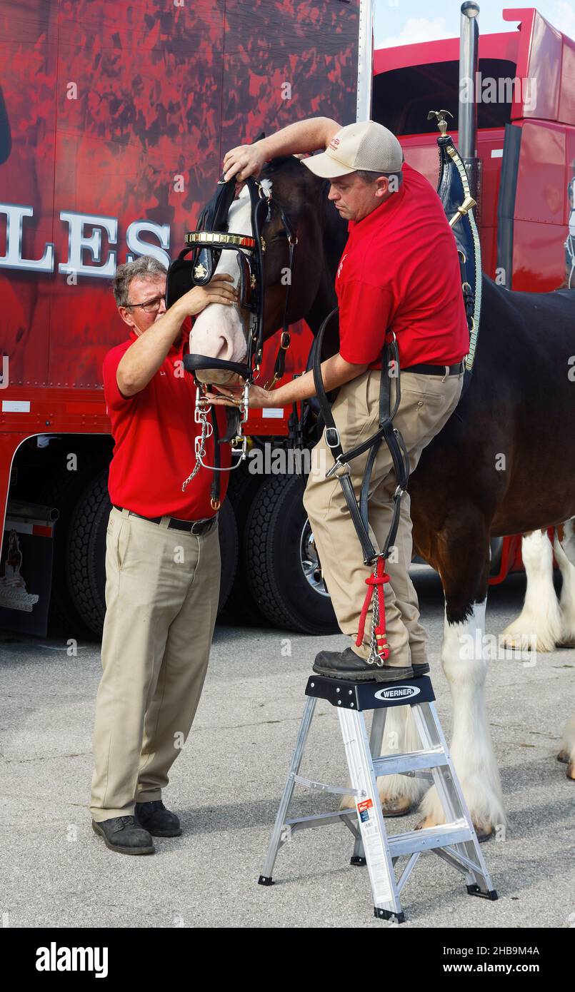 Clydesdale, large tack being placed around head, big animal, 2 attendants, draught horse, bay color, Budweiser Brewery, Equus ferus caballus, equine Stock Photo