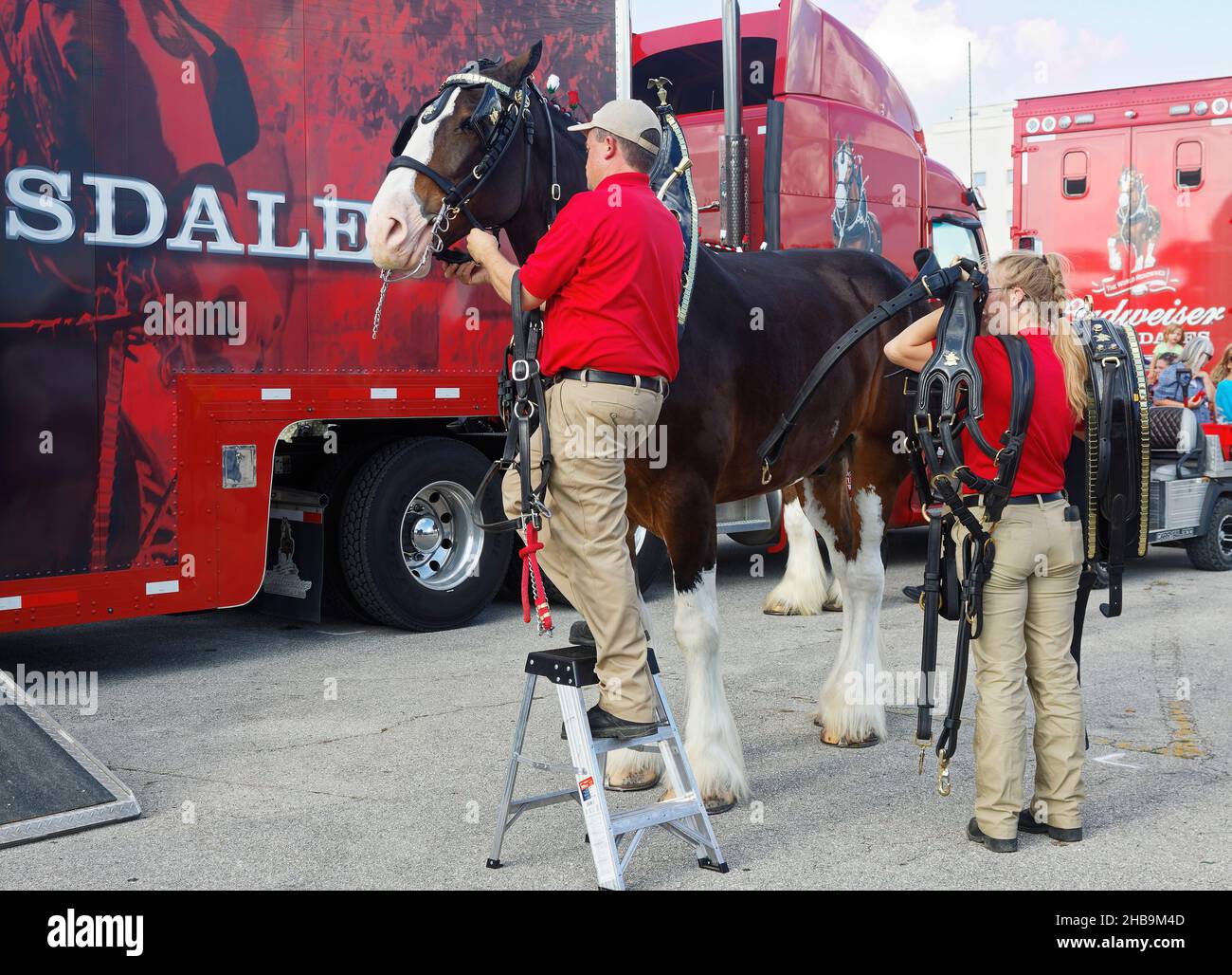 Clydesdale, large tack being placed, big animal, 2 attendants, draught horse, bay color, Budweiser Brewery, Equus ferus caballus, equine, red transpor Stock Photo