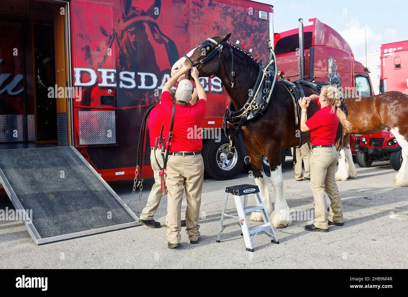 Clydesdale, large tack being placed, big animal, 3 attendants, draught