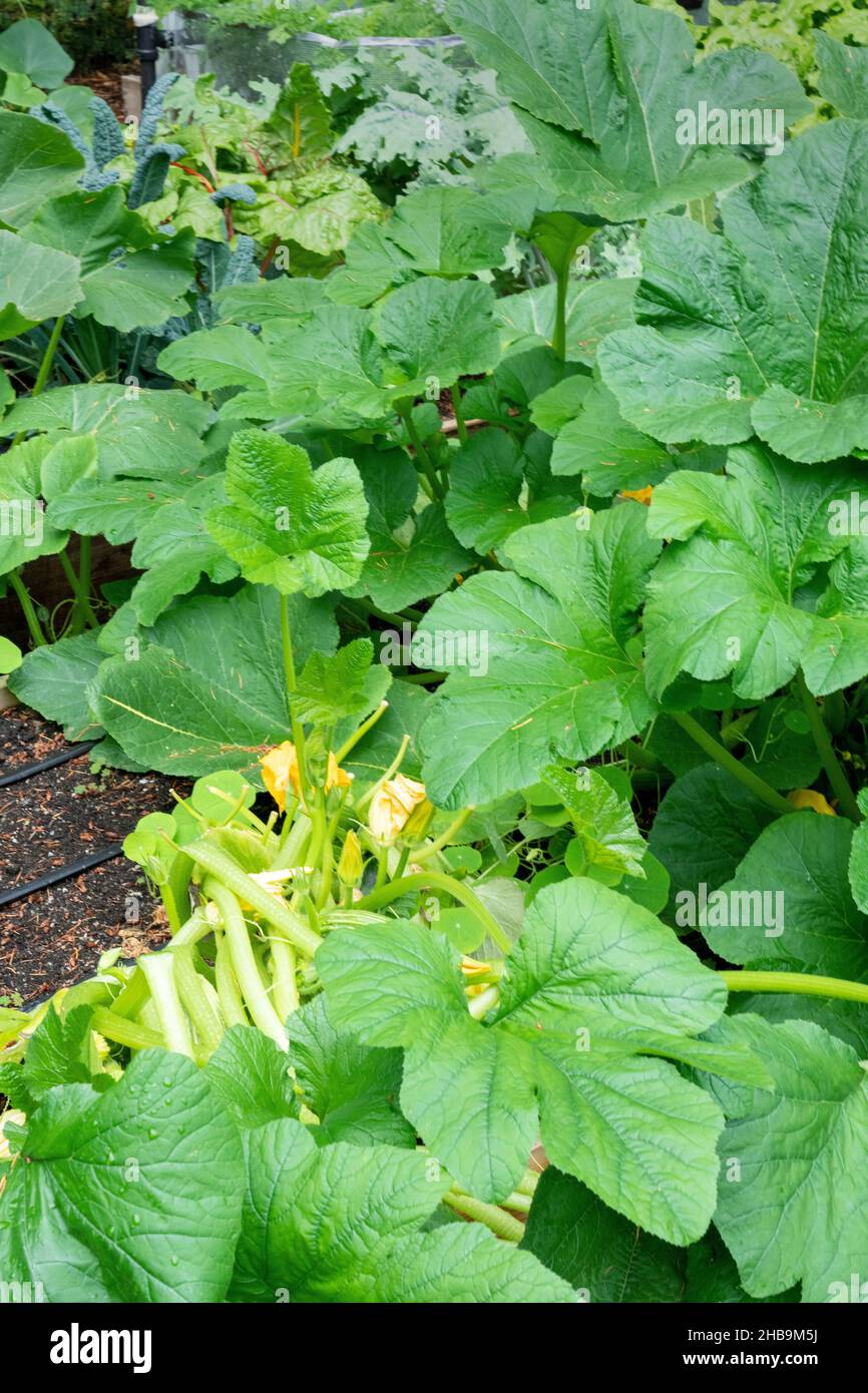 Issaquah, Washington, USA. Patty Pan squash plants Stock Photo Alamy