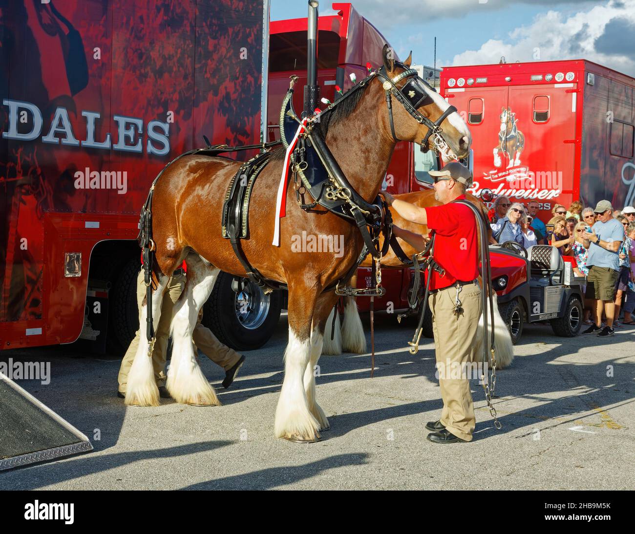 Clydesdale, large tack being placed, big animal, male attendant, draught horse, bay color, Budweiser Brewery, Equus ferus caballus, equine, red transp Stock Photo