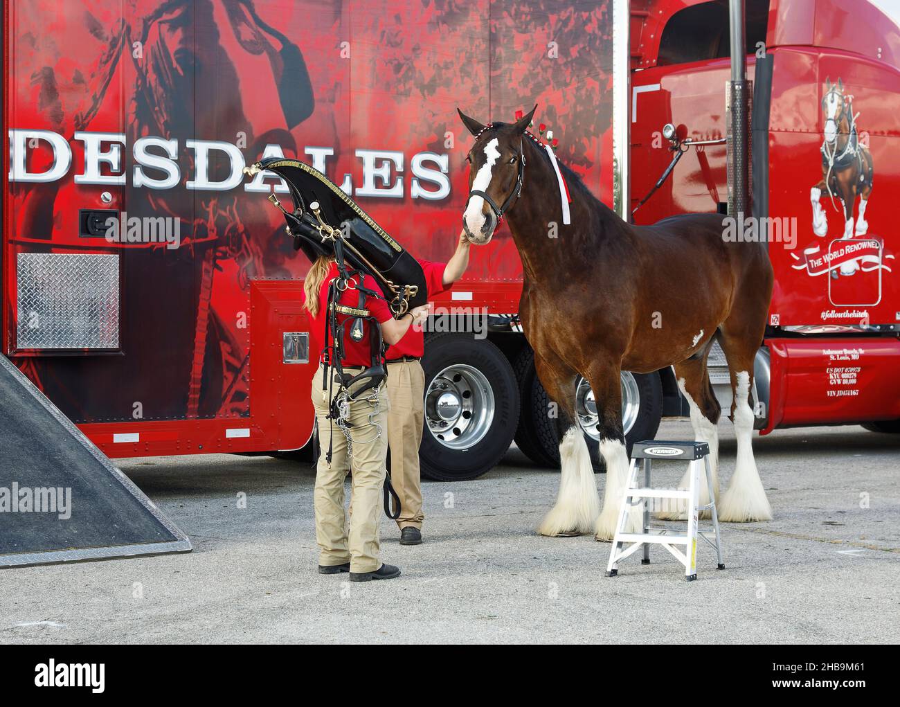 Clydesdale, large tack being placed, big animal, 2 attendants, draught horse, bay color, Budweiser Brewery, Equus ferus caballus, equine, red transpor Stock Photo