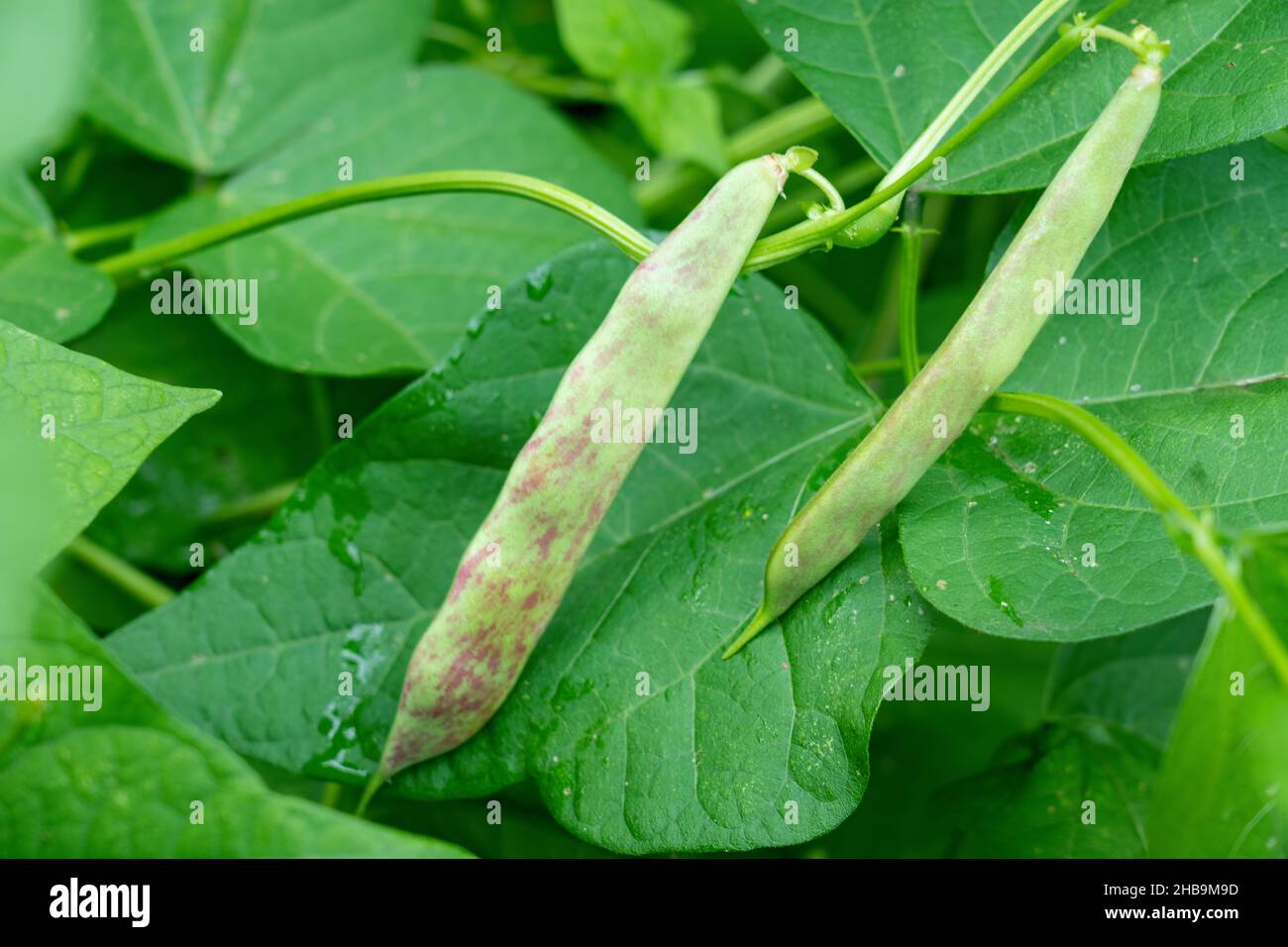 Issaquah, Washington, USA.  Dragon Tongue bush bean plant, also called Dragon's Tongue and Dragon Langerie. Stock Photo
