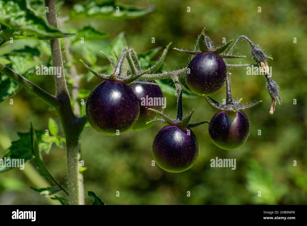 Dancing with smurfs hi-res stock photography and images - Alamy