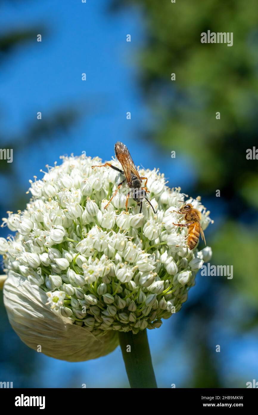 Issaquah, Washington, USA.   Great Golden Digger Wasp and a honeybee on an onion seed head Stock Photo
