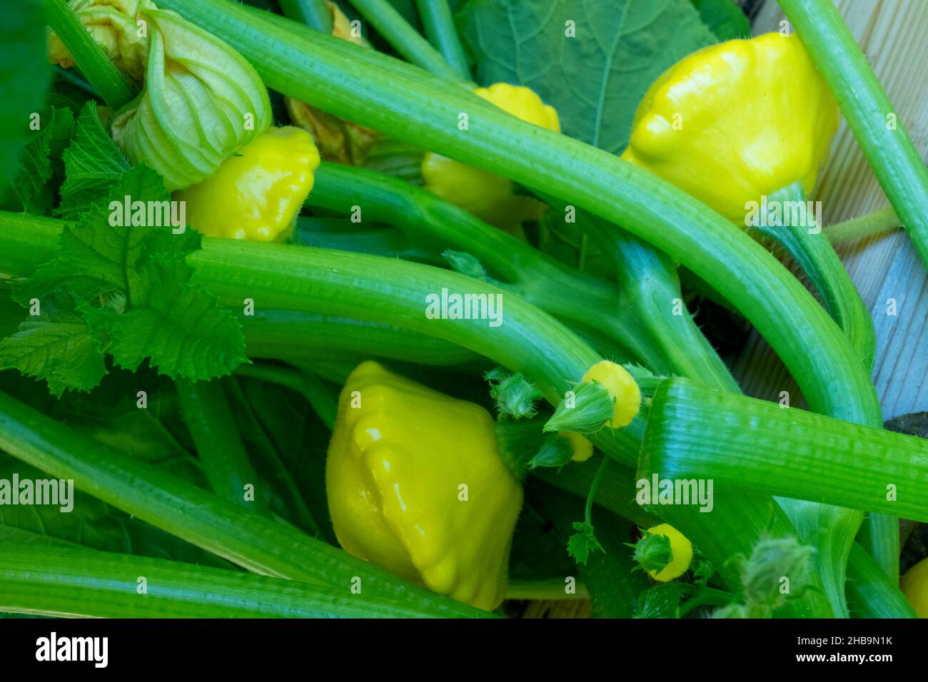 Issaquah, Washington, USA. Pattypan summer squash plant Stock Photo Alamy