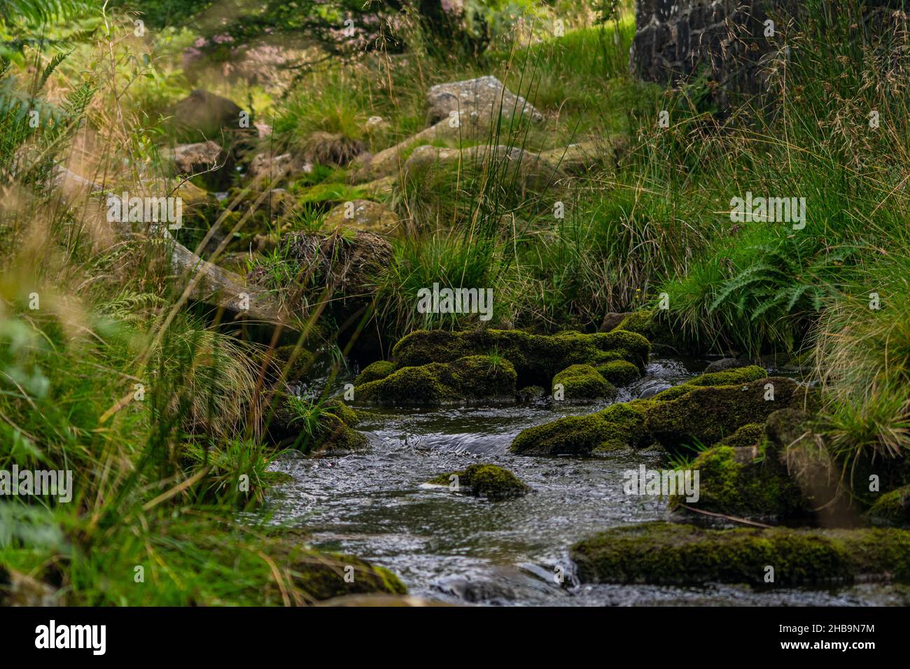 Thin hillside river with abundance of greenery and mossy pebbles. Calm flowing stream Stock Photo