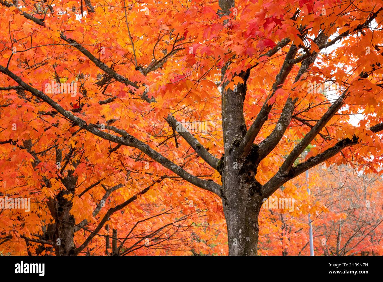Renton, Washington, USA. Colorful red maple trees in Autumn in Gene