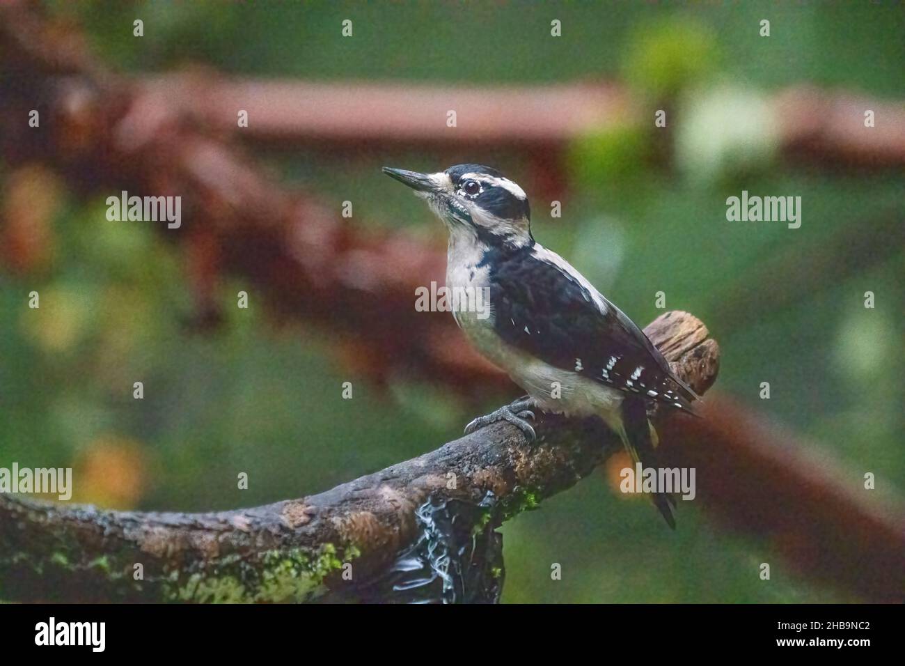 Issaquah, Washington, USA.  Female Downy Woodpecker perched on a log Stock Photo