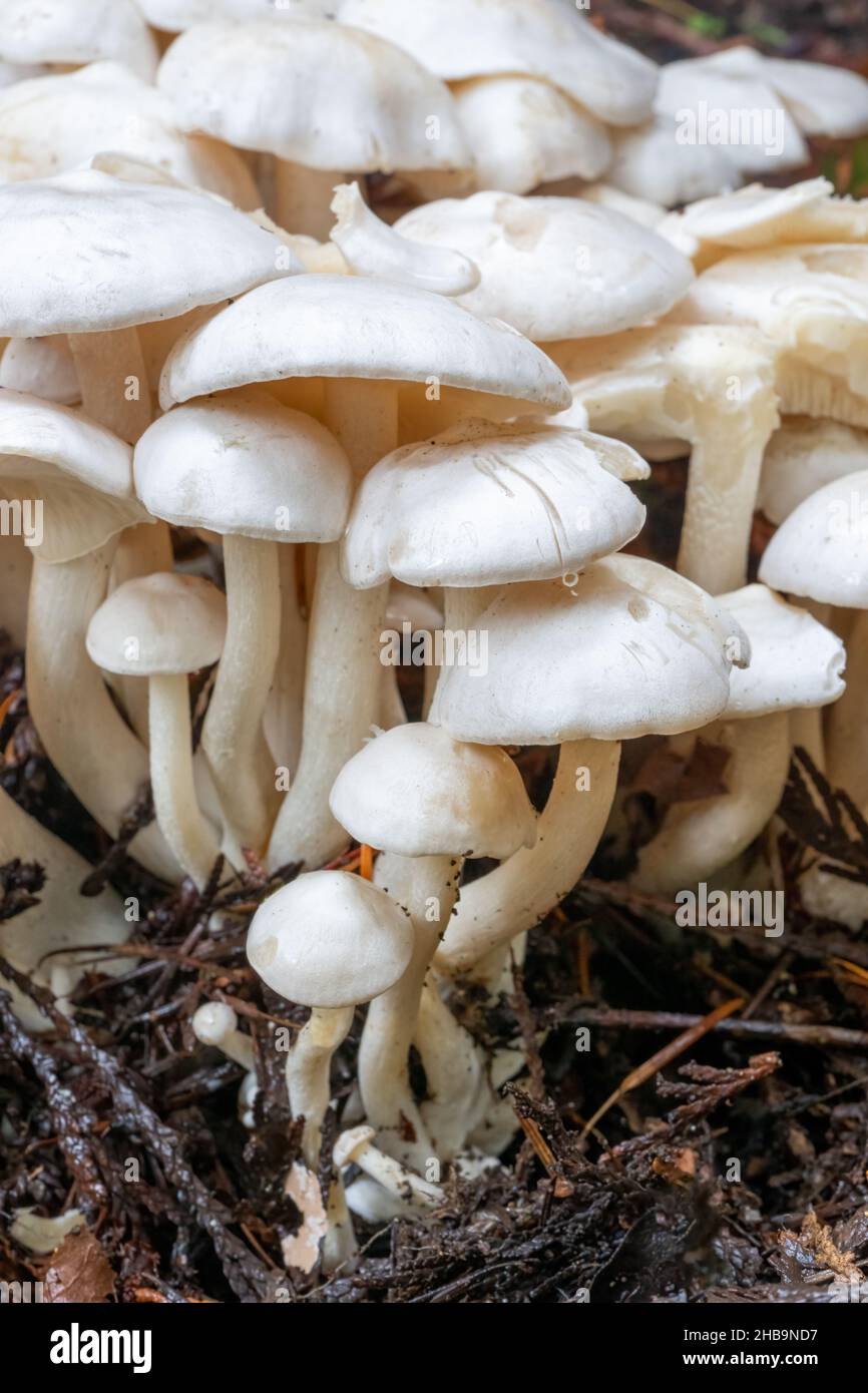 Issaquah, Washington, USA.   Aromatic Knight (Tricholoma lascivum) mushrooms Stock Photo