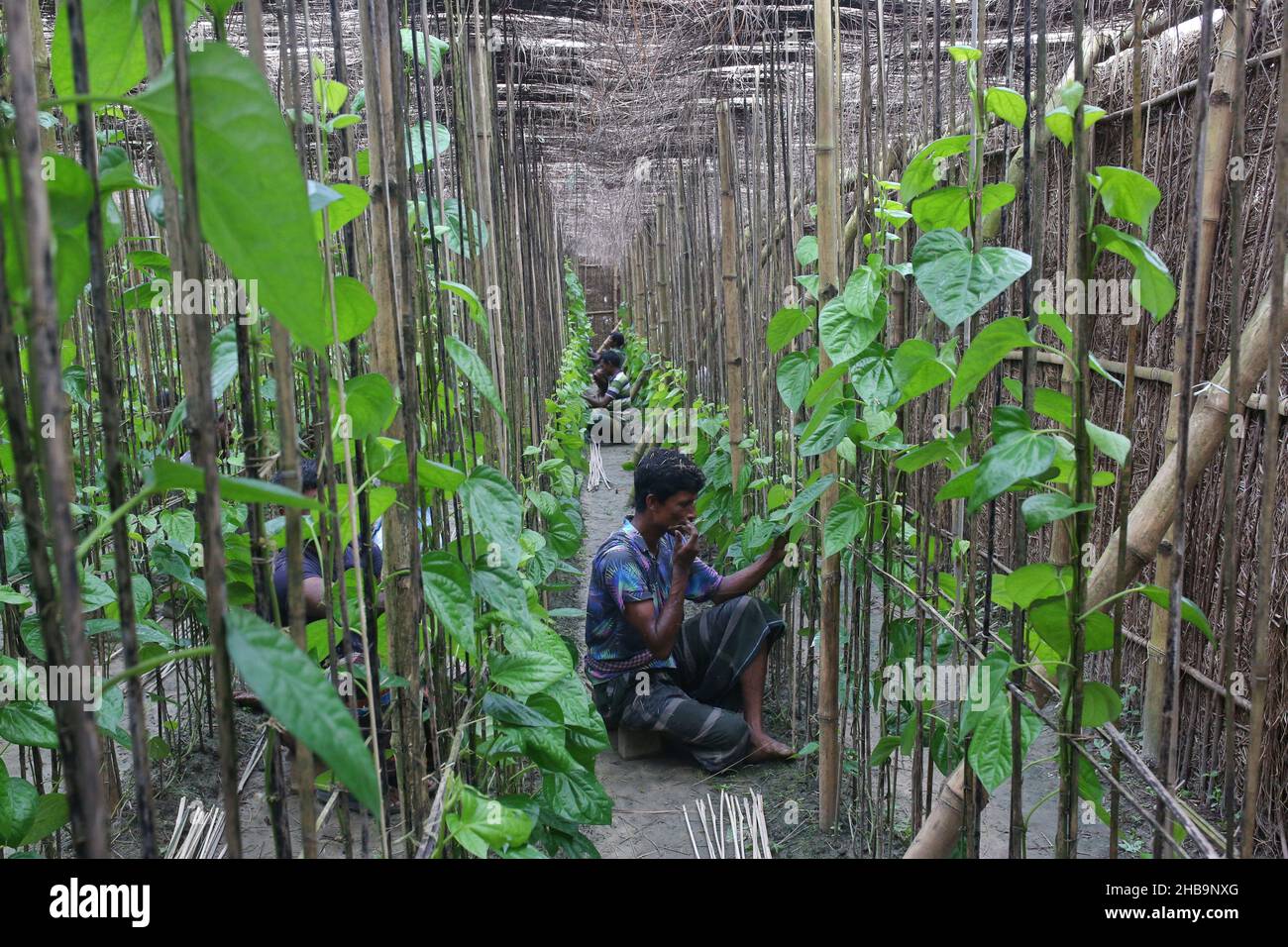July 7, 2020 Rajshahi, Rajshahi, Bangladesh Betel leaf, Sweet betel