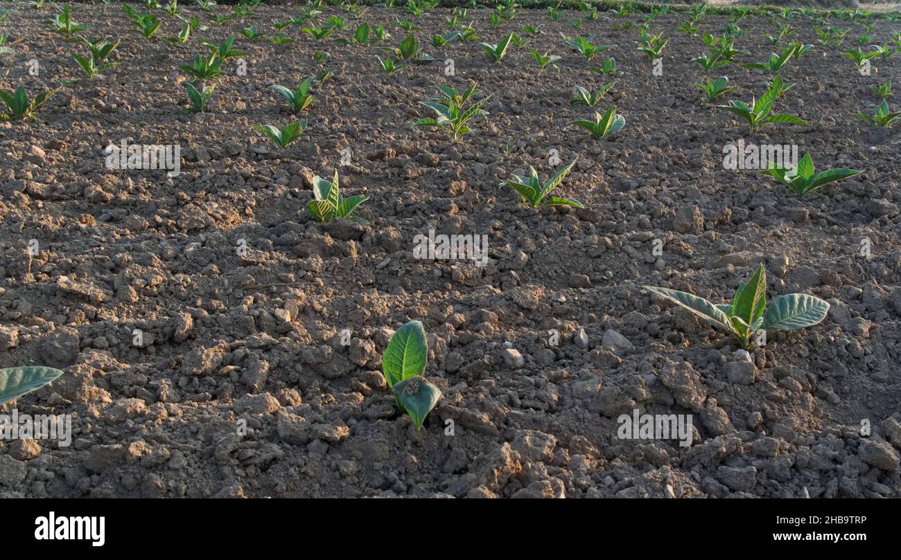Tobacco rows row tobacco plants hi-res stock photography and images
