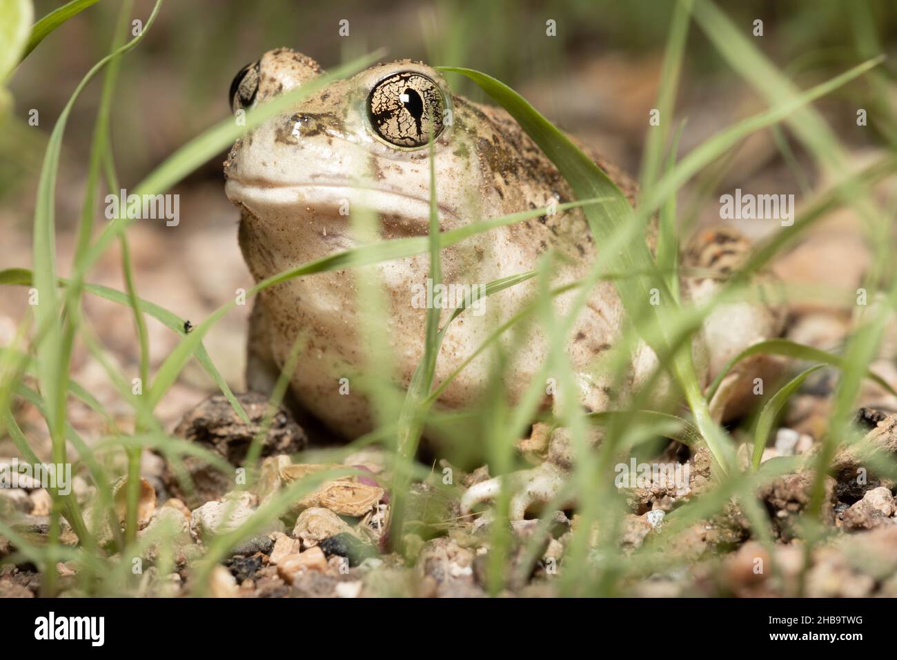 Plains Spadefoot, (Spea bombifrons), Socorro county, New Mexico, USA