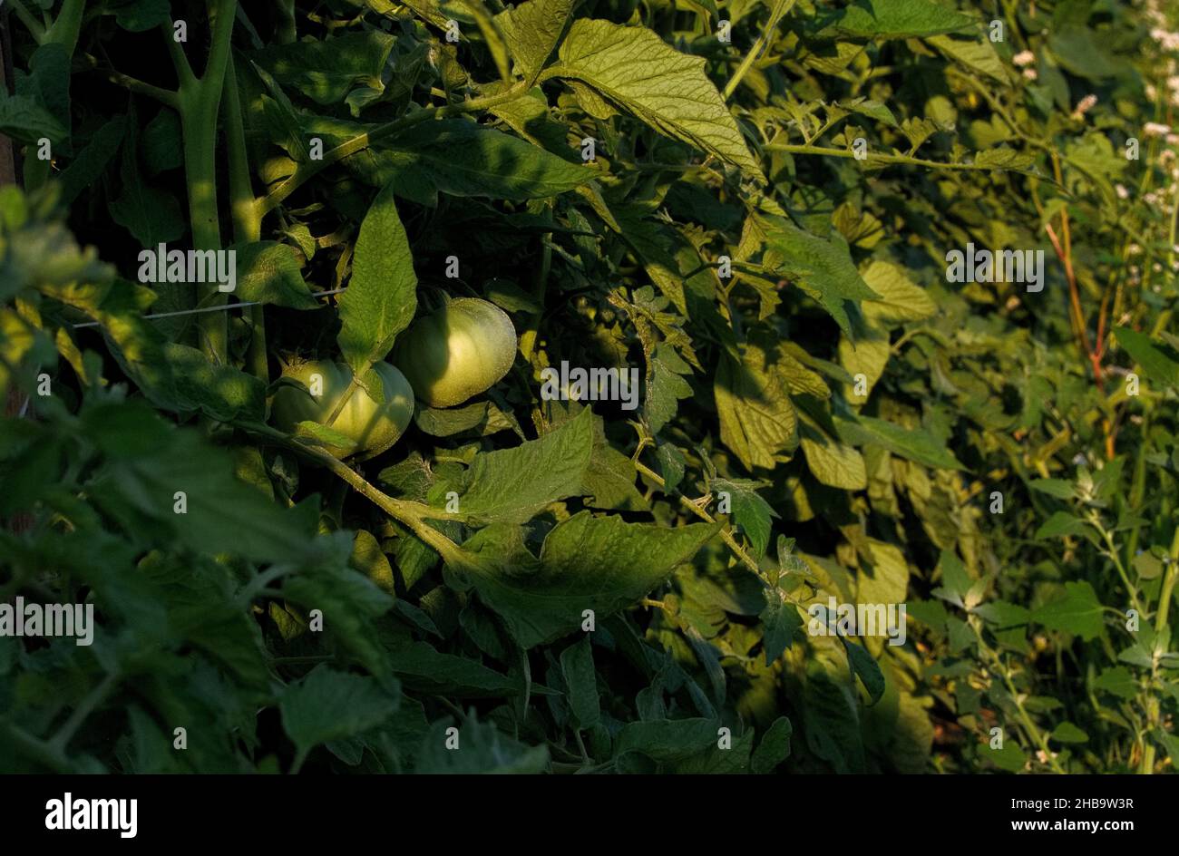 Two green unripe tomatoes growing on the vine of a tomato plant, in an