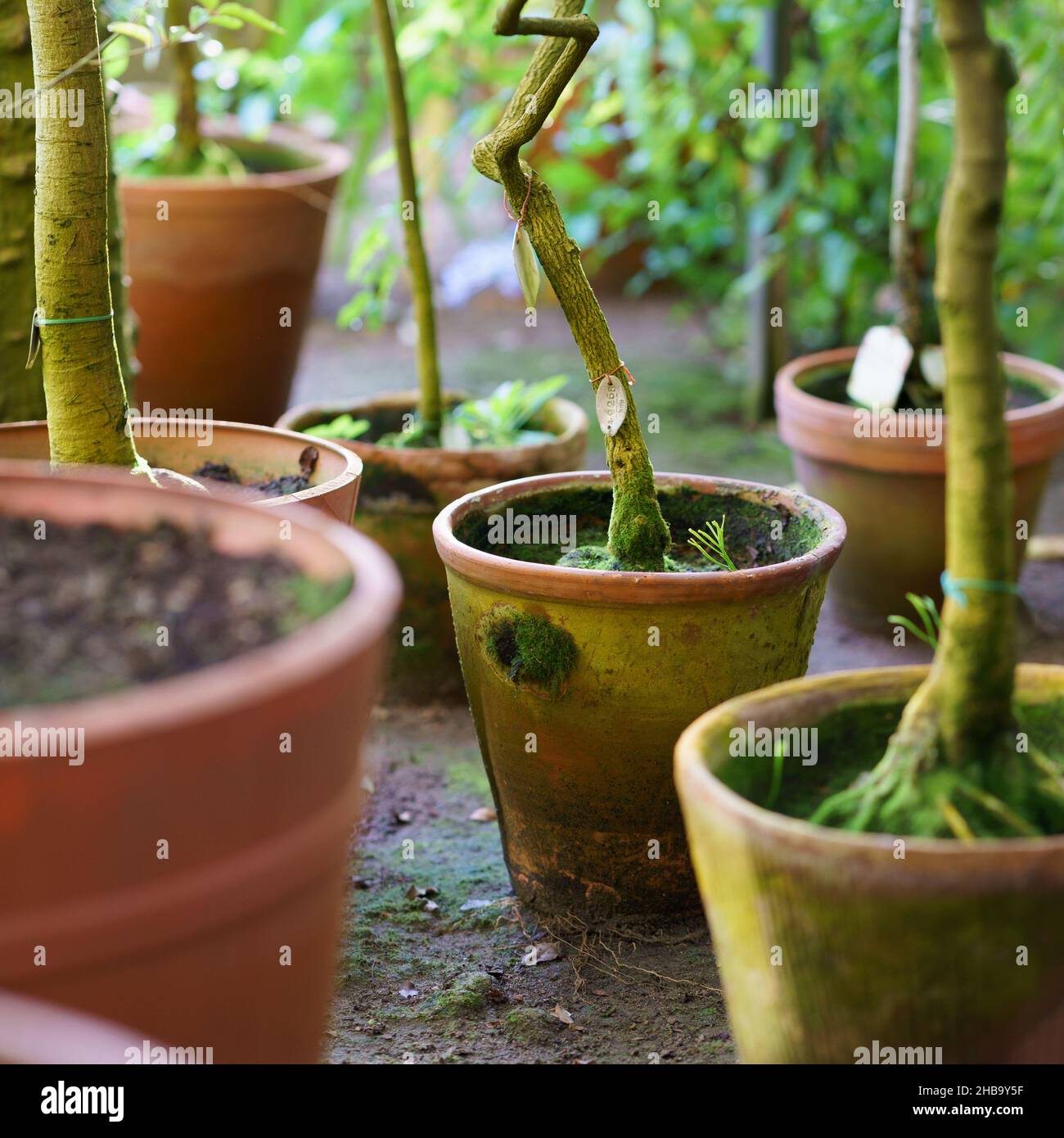 Small trees growing in old terracotta ceramic flowerpots covered with ...