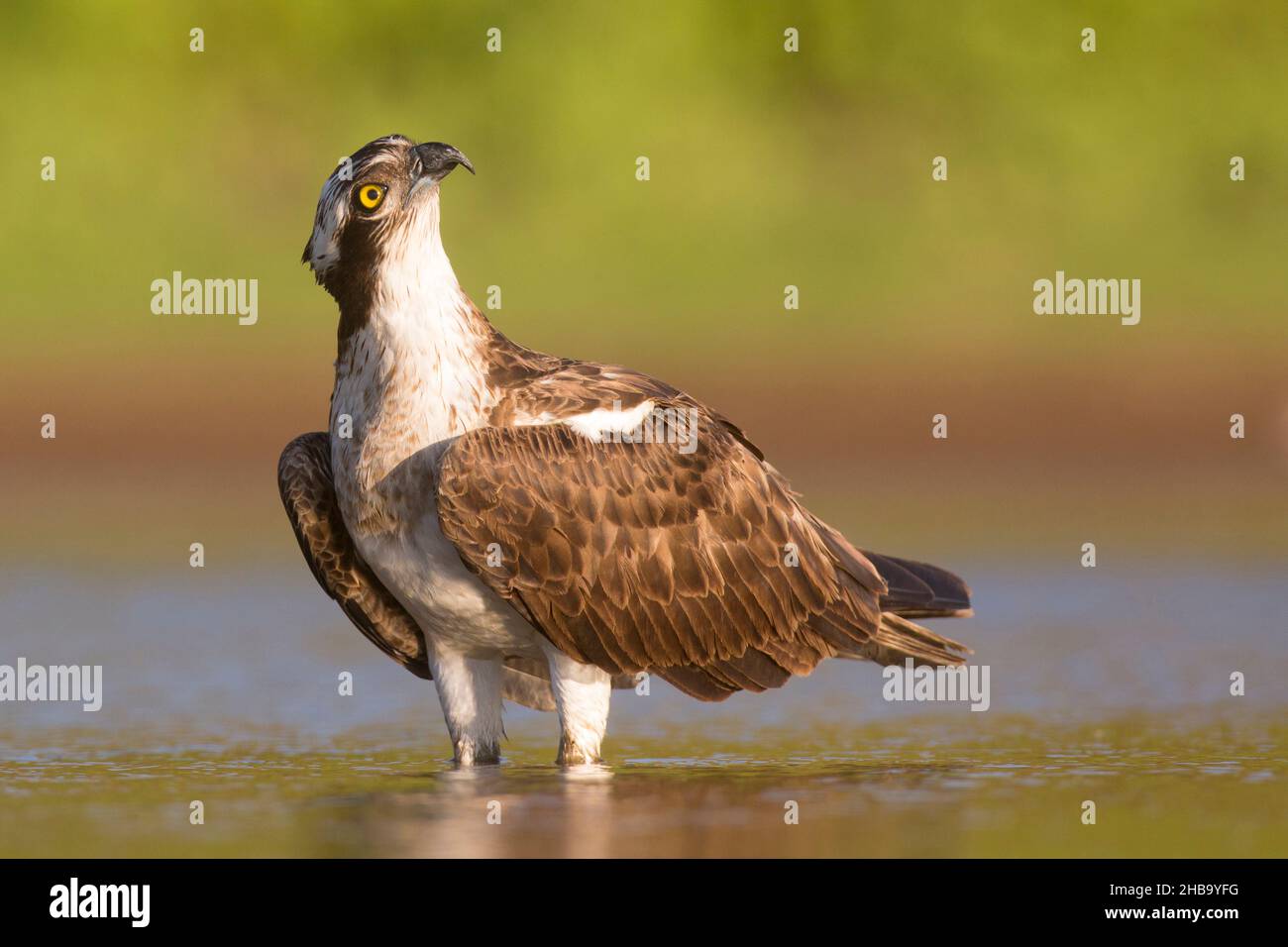 Osprey (Pandion haliaetus) hunting for fish in a pond. This fish-eating bird of prey is found on all continents except Antarctica. Its diet consists almost exclusively of fish and it is specialised at hunting and catching prey in water. Photographed in Israel in October. Stock Photo