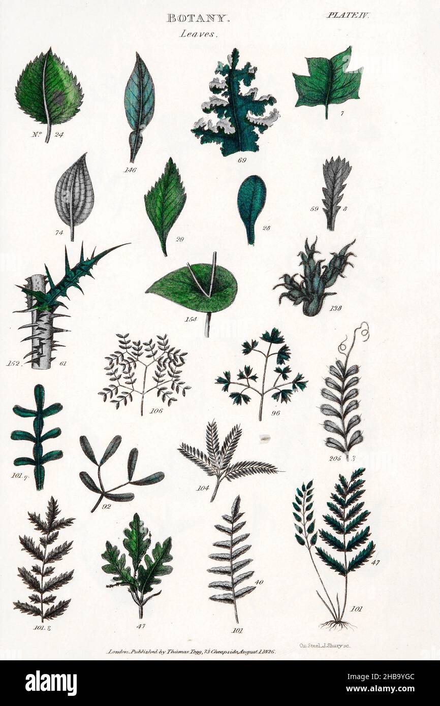 Botanical illustrations depicting the Linnean classification system. Carl Linnaeus (1707â€“1778) was a Swedish botanist, zoologist, taxonomist, and physician who formalised binomial nomenclature, the modern system of naming organisms. He is known as the father of modern taxonomy. Published by T. Tegg in London, Great Britain, in 1826. Stock Photo