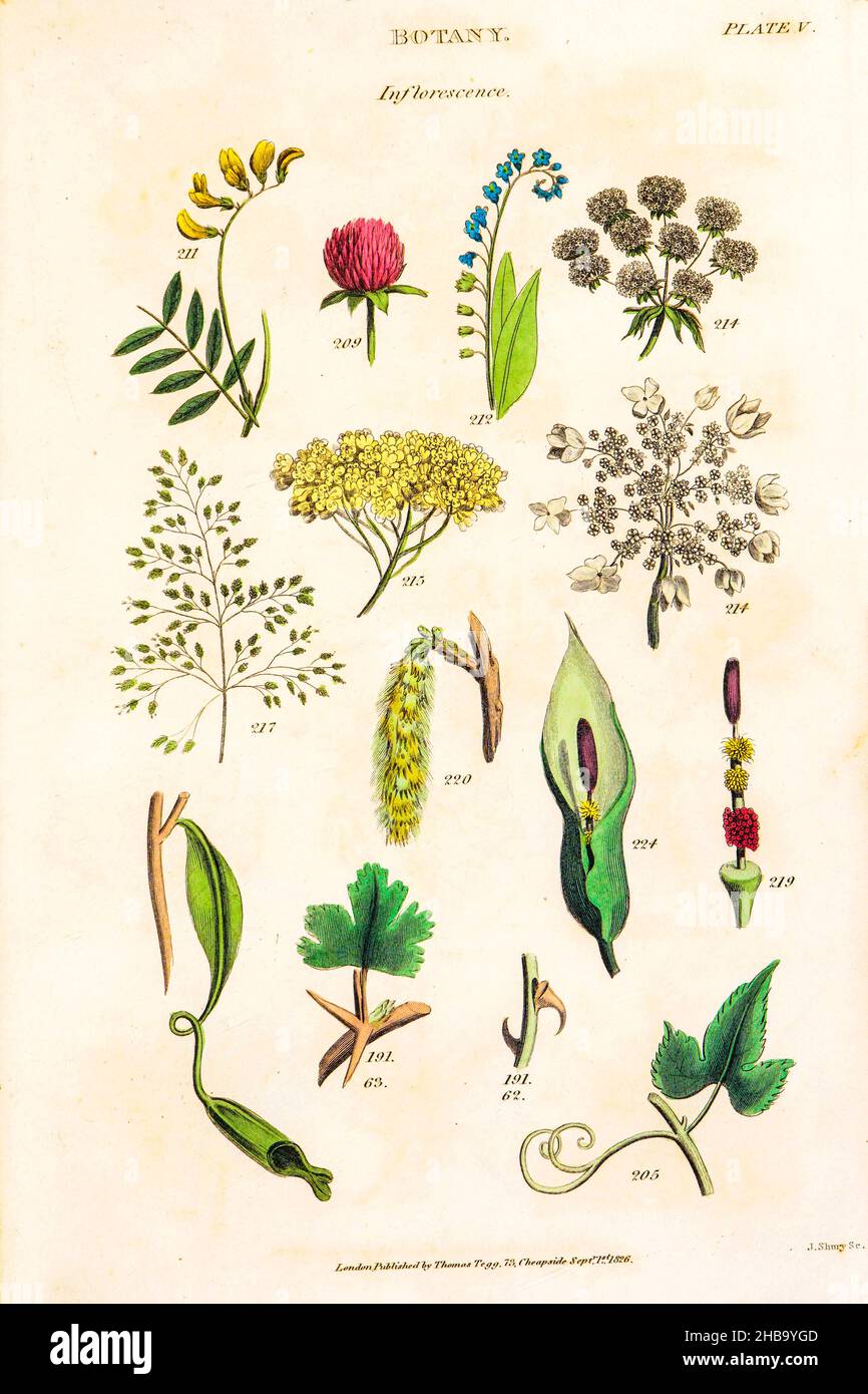 Botanical illustrations depicting the Linnean classification system. Carl Linnaeus (1707â€“1778) was a Swedish botanist, zoologist, taxonomist, and physician who formalised binomial nomenclature, the modern system of naming organisms. He is known as the father of modern taxonomy. Published by T. Tegg in London, Great Britain, in 1826. Stock Photo