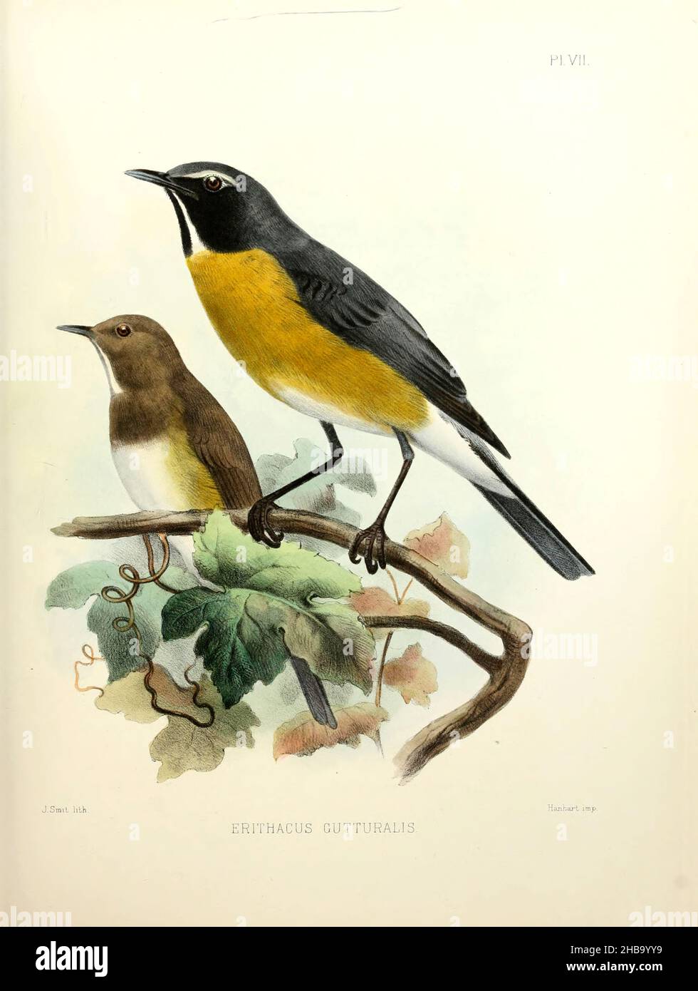 Illustration of a male and female white-throated robin (Irania gutturalis, here as Erithacus gutturalis), or irania, a small, sexually dimorphic, migratory passerine bird. Illustration from 'The Survey of Western Palestine. The Fauna and Flora of Palestine' by Henry Baker Tristram (1822-1906). Published by The Committee of the Palestine Exploration Fund, London, 1884. Stock Photo