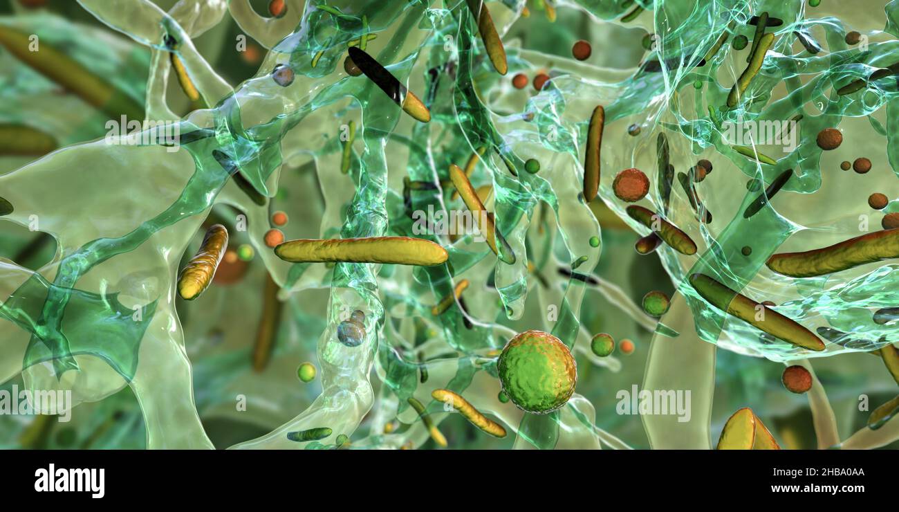 Spherical bacteria and rodshaped bacteria inside biofilm, illustration. A biofilm is a colony