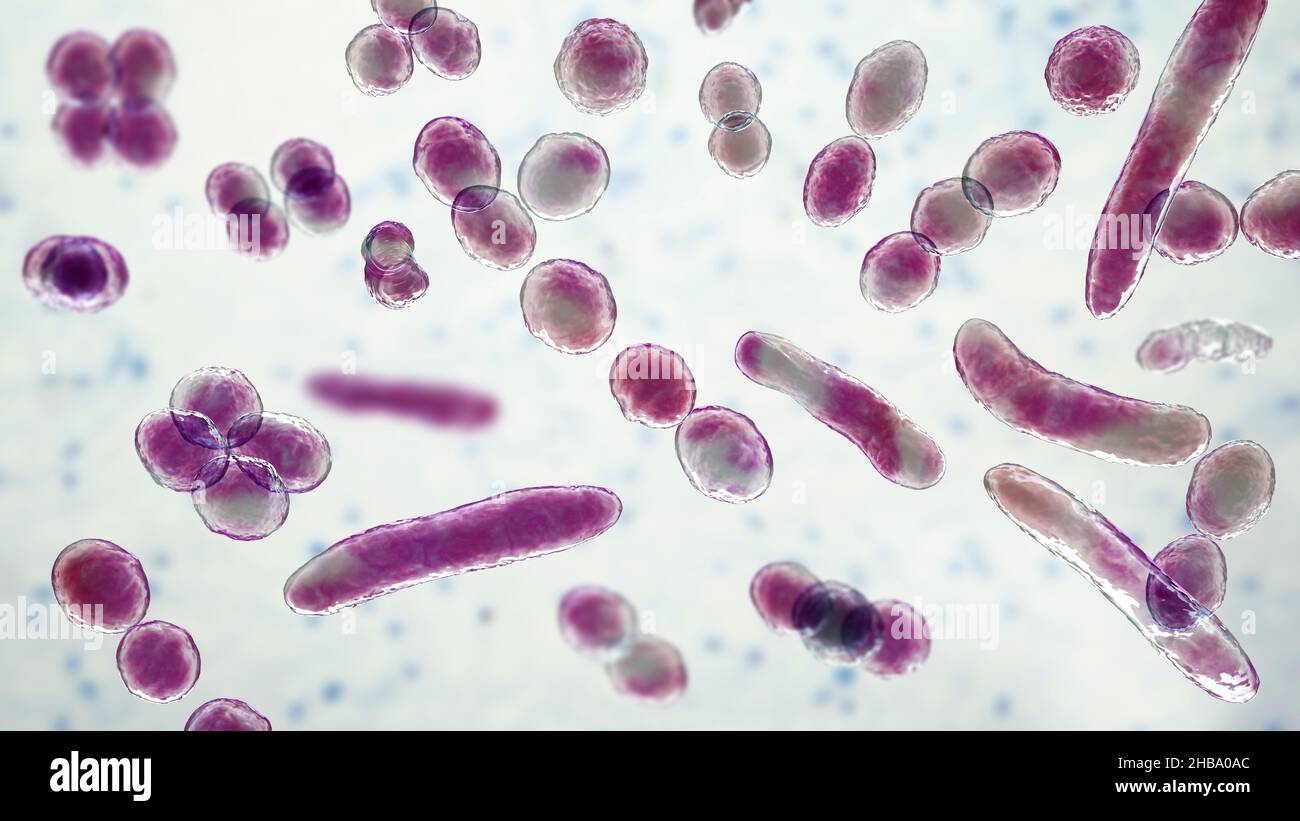 Computer illustration of bacteria of different shapes, including cocci ...