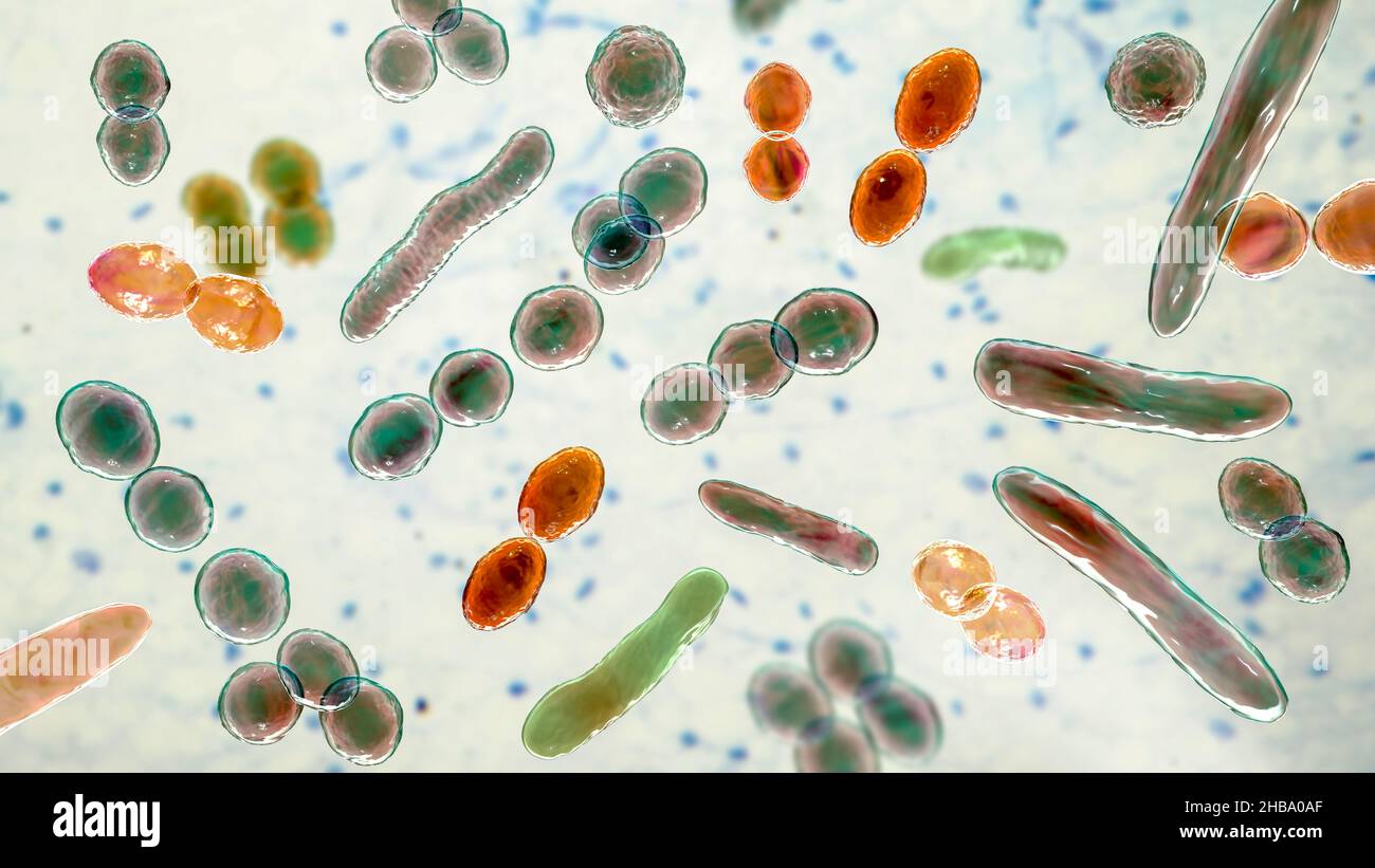 Computer illustration of bacteria of different shapes, including cocci ...