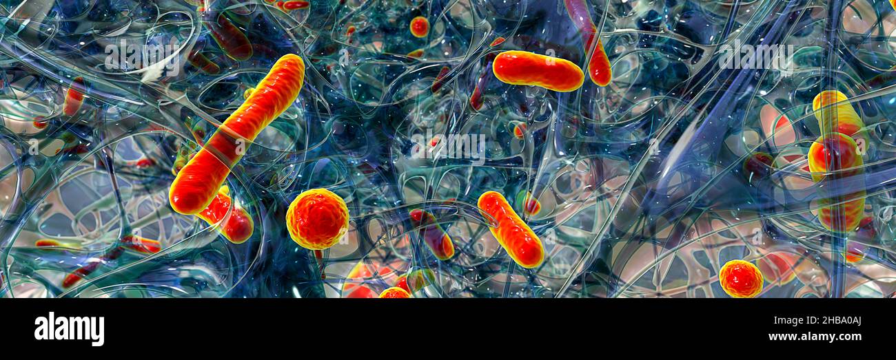 Spherical bacteria and rodshaped bacteria inside biofilm, illustration. A biofilm is a colony