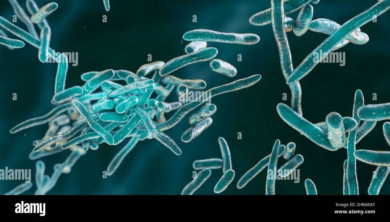 Erysipelothrix bacteria, computer illustration. A species of pleomorphic rod-shaped bacteria causing the skin disease erysipeloid, particularly in individuals working with fish and animal products. Stock Photo