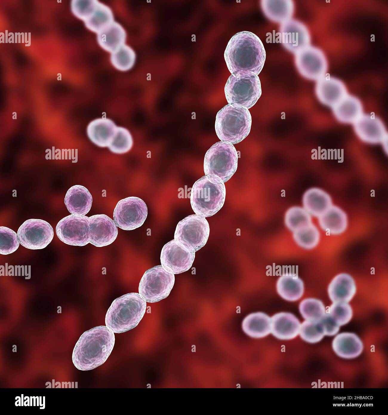 Leuconostoc bacteria, computer illustration. These are Gram-positive, coccoid, chemoorganoheterotrophic, facultatively anaerobic bacteria (prokaryotes Stock Photo